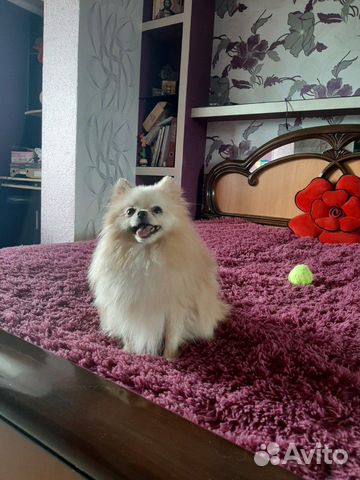 Шпице мальчик