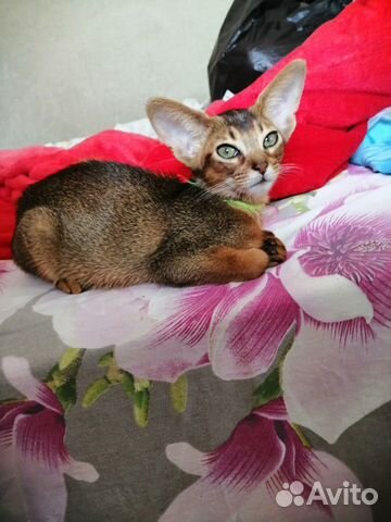 Абиссинская