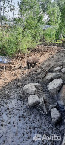 «Свинина домашняя парная, диетическая»