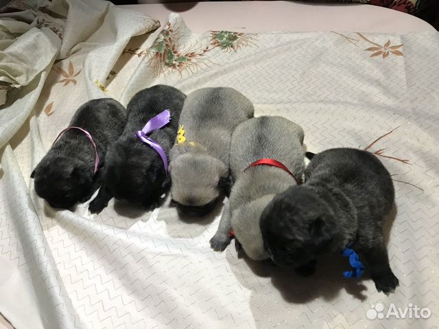 Щенки мопса