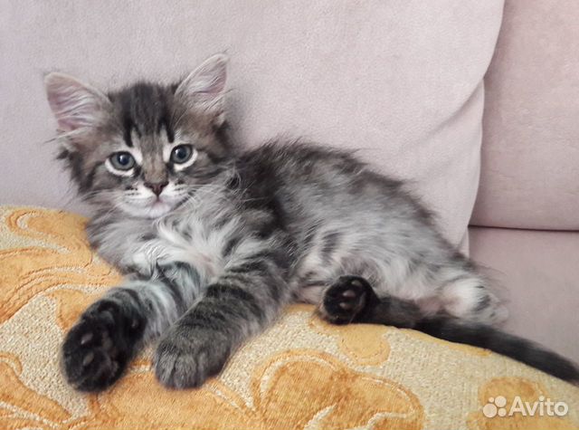 Котик в добрые руки. 2 месяца Котик в добрые руки. 2 месяца