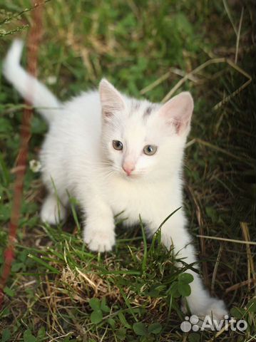 Котёнок-девочка Шурочка