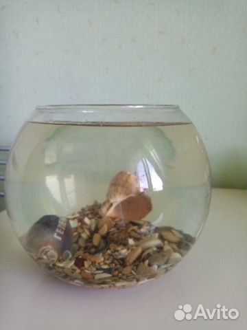 Аквариум