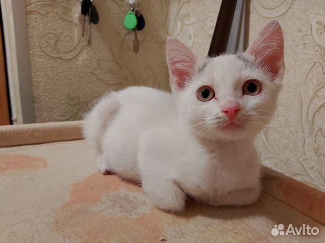 Отдам котенка в добрые руки