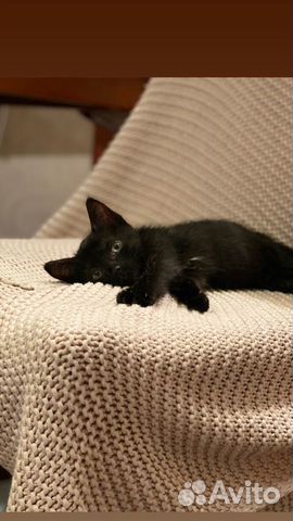 Котята: 3 черненьких кошечки, 1 серенький котик