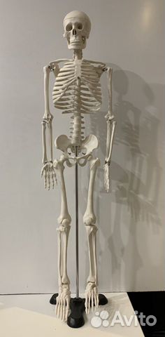 Анатомическая модель человека. Скелет 85 см Анатомическая модель человека. Скелет 85 см