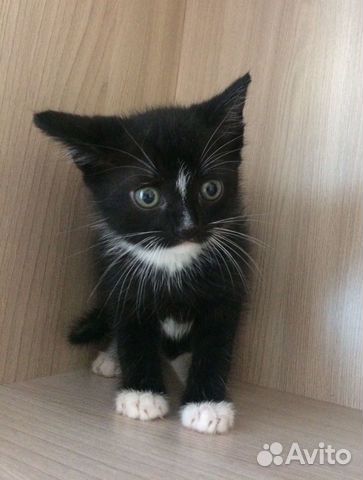 Котёнок