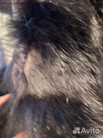 Пальто Max & Co Пальто Max & Co