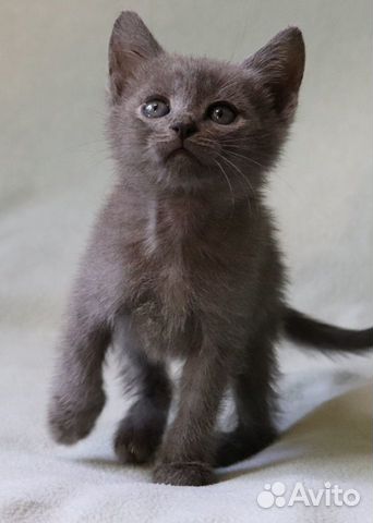 Очаровательный котёнок в дар Очаровательный котёнок в дар