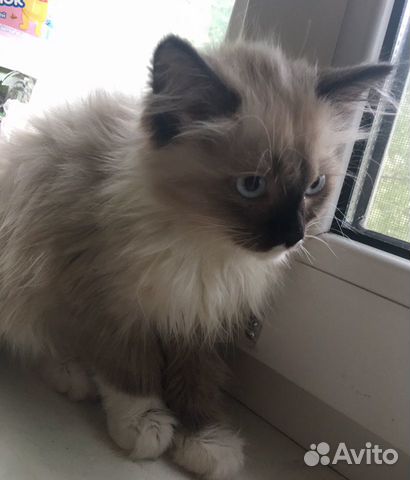 Котенок