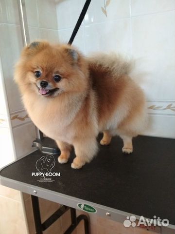 Стрижки, чистка зубов: салон - Жукова, 8