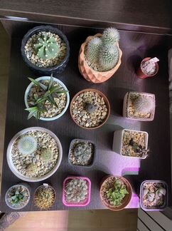 Суккуленты