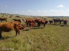 Продаются коровы Казахской белоголовой и Тельята объявление продам