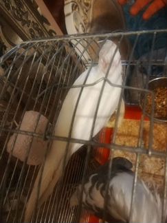 Пара безщеких корелл