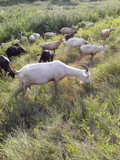 Козы, козлы, козлята отдельно или полностью стадом - фотография № 7