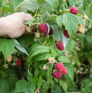 Ремонтантная малина, саженцы