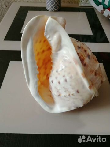 Морские ракушки раковины и коралы