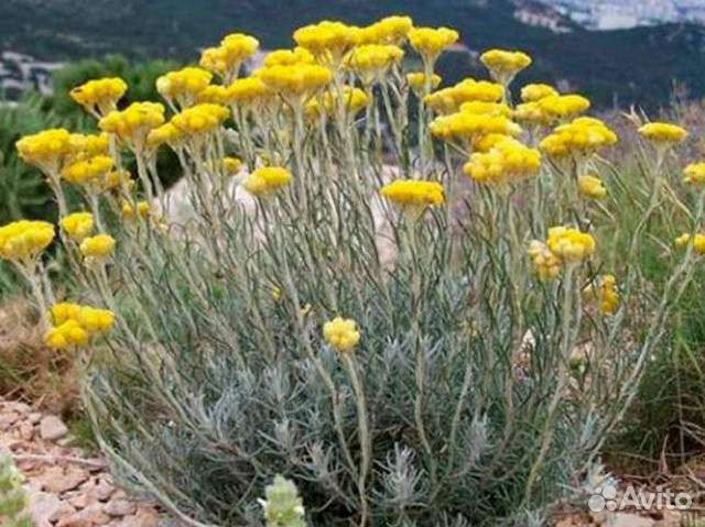 Цмин итальянский (гелихризум) (саженцы)