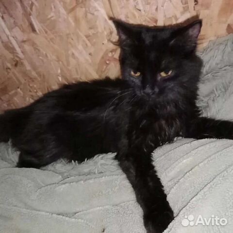 Особенная кошка ищет дом в добрые руки бесплатно