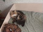 Персидский кот, вязка объявление продам