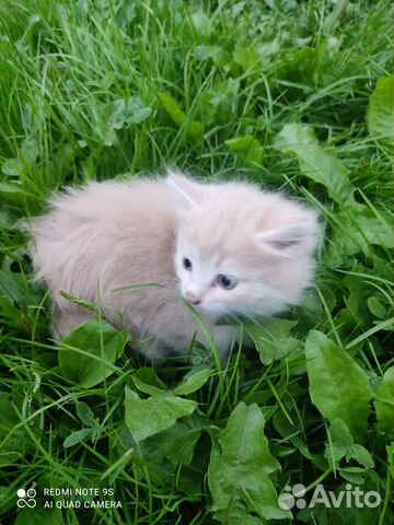 Котята Отдам даром