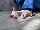 Сфинкс котенок объявление продам