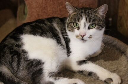 Алиса изменит вашу жизнь к лучшему :)