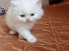 Продаются персидские котята объявление продам