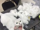 Стрижка, вычес, мытье любых кошек
