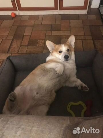 Передержка собак, кошек или др.животных