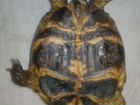 Черепаха сухопутная бесплатно объявление продам