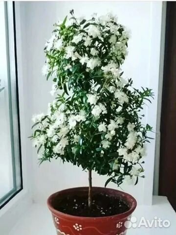 Семена экзотических комнатных растений