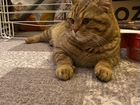 Шотландский прямоухий кот вязка