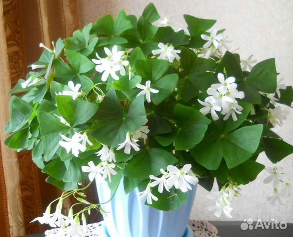 Оксалис (Oxalis) или кислица зелёная