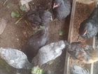 Продам цыплят домашних, породы доминант 3 месяца