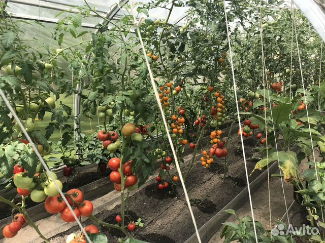 Капельный полив растений