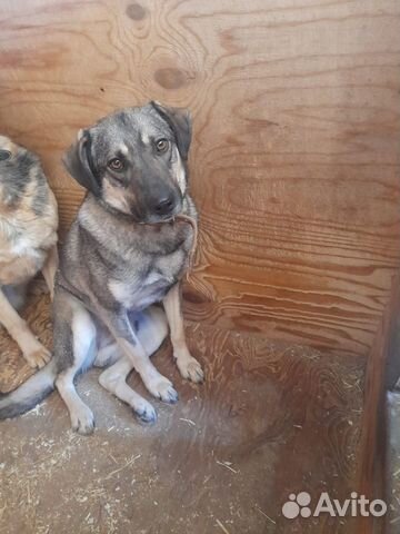 Собака в добрые руки, Ярик