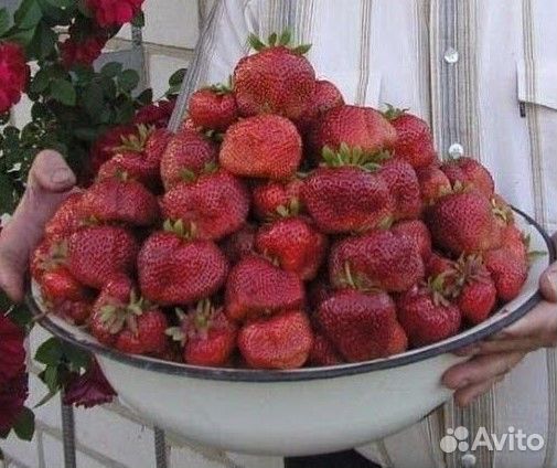 Чамора Туруси клубника саженцы