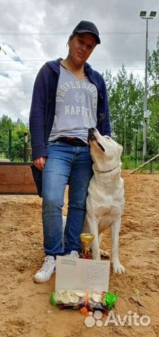 Кинолог / Дрессировка собак / Коррекция поведения