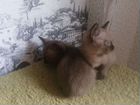 Бурманские котята, бурма кошка, вязка бурма объявление продам