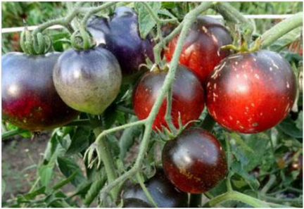 Семена томатов