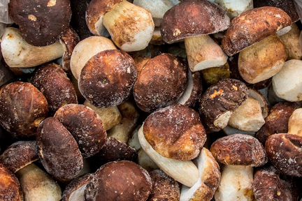 Гриб белый замороженный