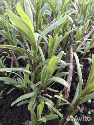 Тархун (Эстрагон), Исоп