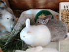 Кролики, карликовые пушистики объявление продам