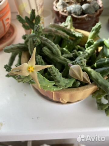 Суккуленты