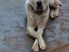 Собака Алабай 3 г. вязка объявление продам
