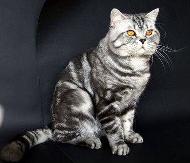 Вязка с шотландским котом