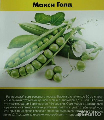 Семена Гороха 