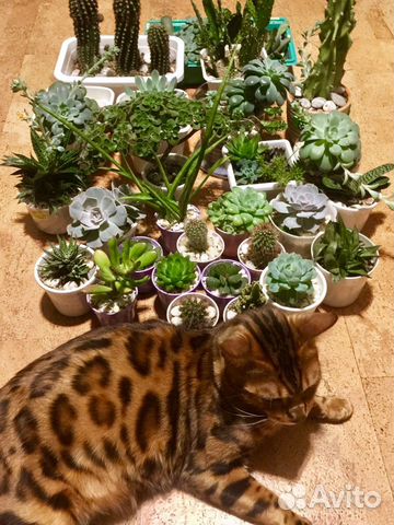 Суккуленты