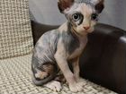 Канадский сфинкс девочка котёнок объявление продам